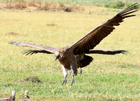 Duba Plain