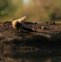 Turaco (go-away bird) - Mashatu game reserve