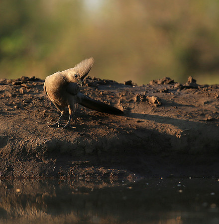 Turaco (go-away bird) - Mashatu game reserve