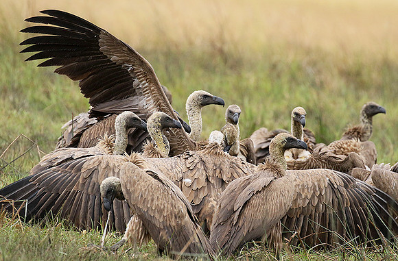 White-backed vultures - Okavango