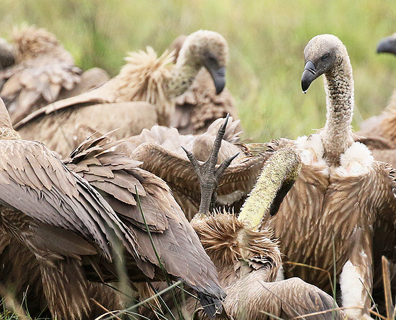 White-backed vultures - Okavango
