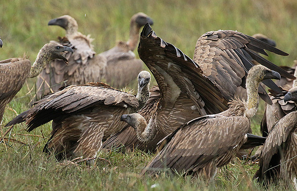 White-backed vultures - Okavango