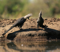 Turaco (go-away bird) - Mashatu game reserve