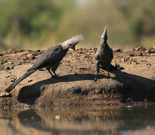 Turaco (go-away bird) - Mashatu game reserve