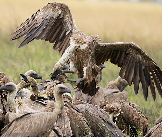 White-backed vultures - Okavango