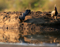 Turaco (go-away bird) - Mashatu game reserve