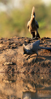 Turaco (go-away bird) - Mashatu game reserve
