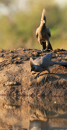 Turaco (go-away bird) - Mashatu game reserve