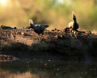 Turaco (go-away bird) - Mashatu game reserve