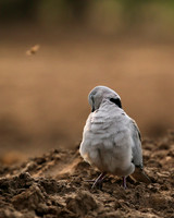 Ring-necked dove - Mashatu game reserve