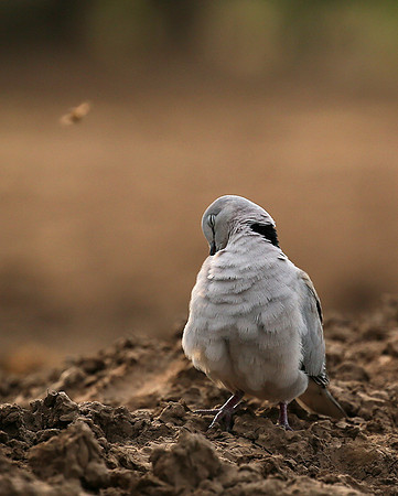 Ring-necked dove - Mashatu game reserve