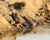 Laughing  dove - Mashatu game reserve