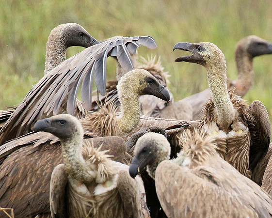 White-backed vultures - Okavango