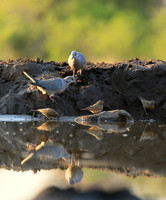 Ring-necked dove - Mashatu game reserve