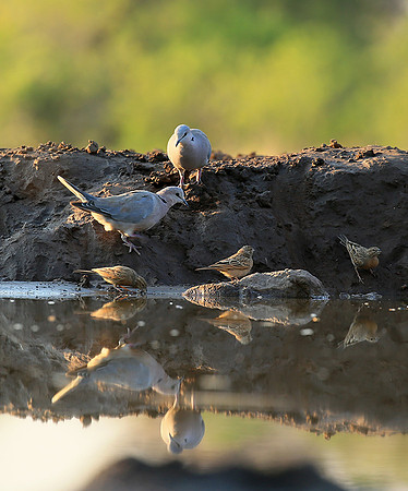 Ring-necked dove - Mashatu game reserve