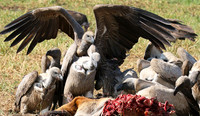 Duba Plain