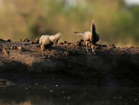 Turaco (go-away bird) - Mashatu game reserve