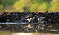 Ring-necked dove - Mashatu game reserve