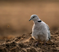 Ring-necked dove - Mashatu game reserve