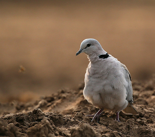 Ring-necked dove - Mashatu game reserve