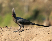 Turaco (go-away bird) - Mashatu game reserve