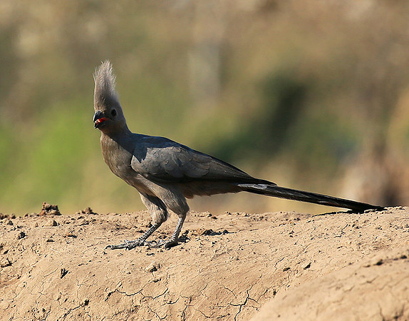 Turaco (go-away bird) - Mashatu game reserve