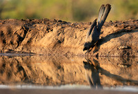 Turaco (go-away bird) - Mashatu game reserve