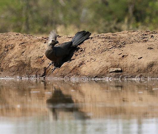 Turaco (go-away bird) - Mashatu game reserve