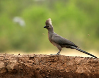 Turaco (go-away bird) - Mashatu game reserve