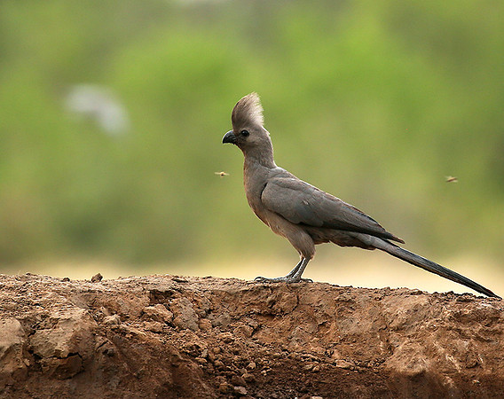 Turaco (go-away bird) - Mashatu game reserve