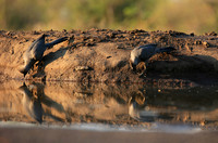Turaco (go-away bird) - Mashatu game reserve