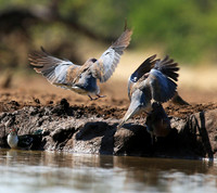 Laughing  dove - Mashatu game reserve
