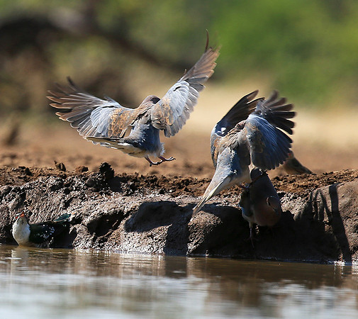 Laughing  dove - Mashatu game reserve