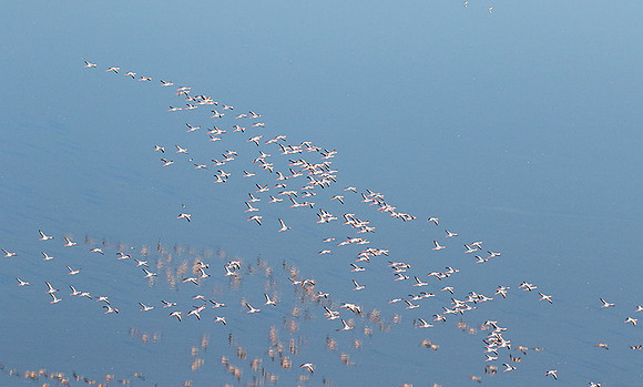 Helicopter flight over Sua Pan - Makgadikgadi
