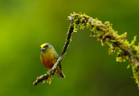 Olive-backed euphonia