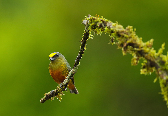 Olive-backed euphonia