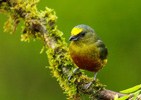 Olive-backed euphonia