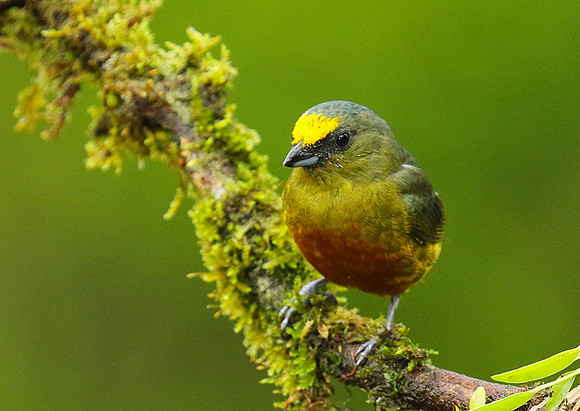 Olive-backed euphonia