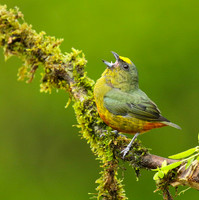 Olive-backed euphonia