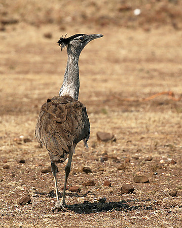 Kori bustard - Mashatu game reserve