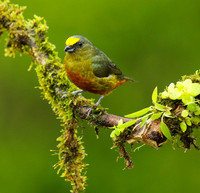 Olive-backed euphonia