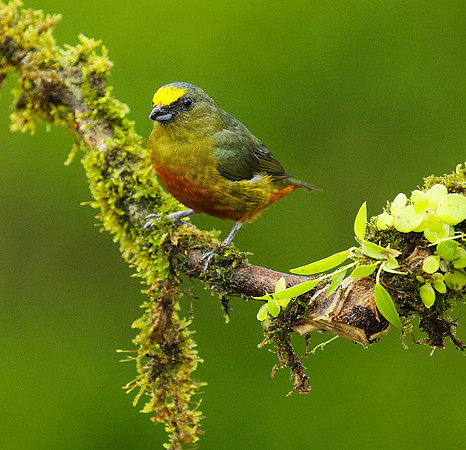 Olive-backed euphonia