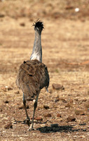 Kori bustard - Mashatu game reserve
