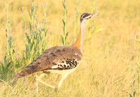 Denham's bustard - Duba Plain