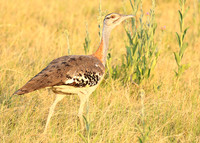 Denham's bustard - Duba Plain
