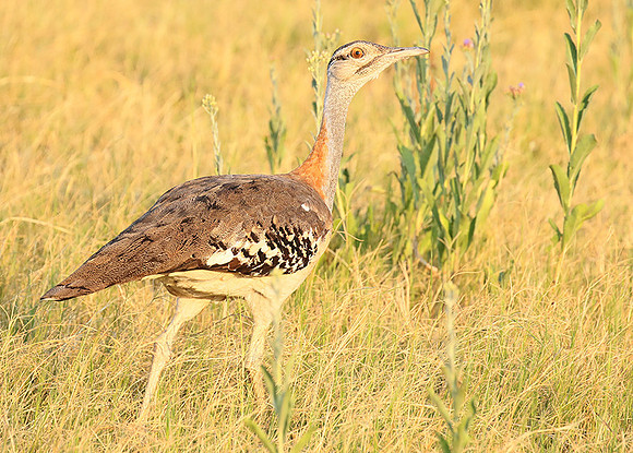 Denham's bustard - Duba Plain