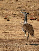 Kori bustard - Mashatu game reserve