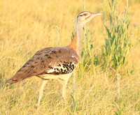 Denham's bustard - Duba Plain