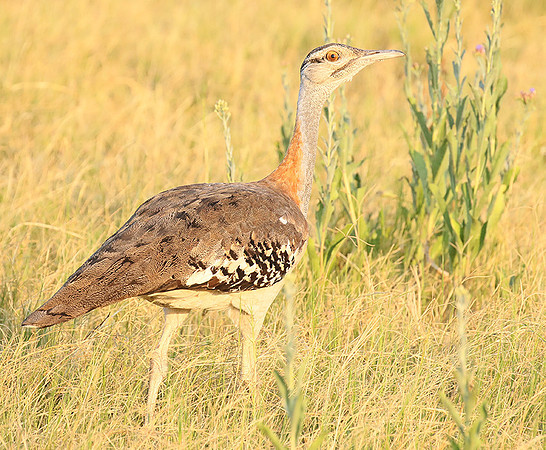 Denham's bustard - Duba Plain