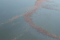 Helicopter flight over Sua Pan - Makgadikgadi